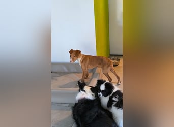 Bizchoco - kleiner Charmeur mit lustigen Ohren sucht sein Zuhause