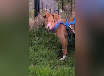 Bizchoco - kleiner Charmeur mit lustigen Ohren sucht sein Zuhause