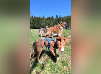 Bizchoco - kleiner Charmeur mit lustigen Ohren sucht sein Zuhause