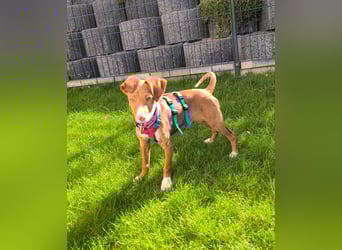 Bizchoco - kleiner Charmeur mit lustigen Ohren sucht sein Zuhause