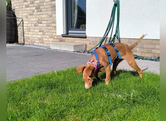 Bizchoco - kleiner Charmeur mit lustigen Ohren sucht sein Zuhause