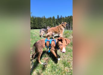 Bizchoco - kleiner Charmeur mit lustigen Ohren sucht sein Zuhause