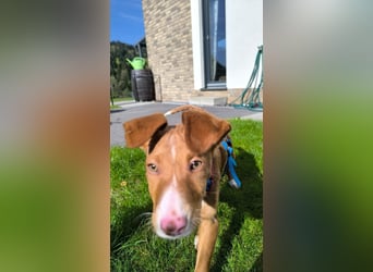 Bizchoco - kleiner Charmeur mit lustigen Ohren sucht sein Zuhause