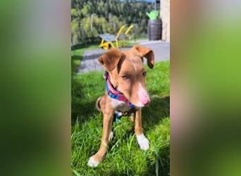 Bizchoco - kleiner Charmeur mit lustigen Ohren sucht sein Zuhause