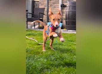 Bizchoco - kleiner Charmeur mit lustigen Ohren sucht sein Zuhause