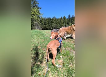 Bizchoco - kleiner Charmeur mit lustigen Ohren sucht sein Zuhause