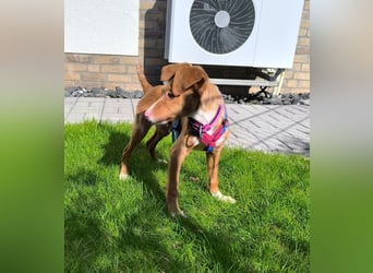 Bizchoco - kleiner Charmeur mit lustigen Ohren sucht sein Zuhause