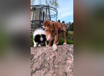 Bizchoco - kleiner Charmeur mit lustigen Ohren sucht sein Zuhause