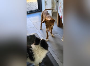 Bizchoco - kleiner Charmeur mit lustigen Ohren sucht sein Zuhause