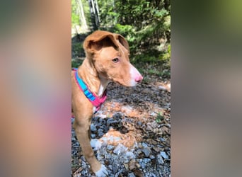 Bizchoco - kleiner Charmeur mit lustigen Ohren sucht sein Zuhause