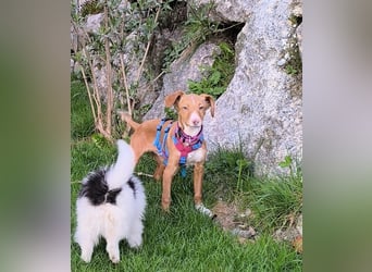 Bizchoco - kleiner Charmeur mit lustigen Ohren sucht sein Zuhause