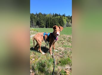 Bizchoco - kleiner Charmeur mit lustigen Ohren sucht sein Zuhause