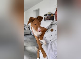 Bizchoco - kleiner Charmeur mit lustigen Ohren sucht sein Zuhause