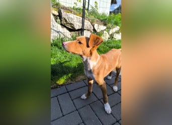 Bizchoco - kleiner Charmeur mit lustigen Ohren sucht sein Zuhause