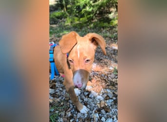 Bizchoco - kleiner Charmeur mit lustigen Ohren sucht sein Zuhause