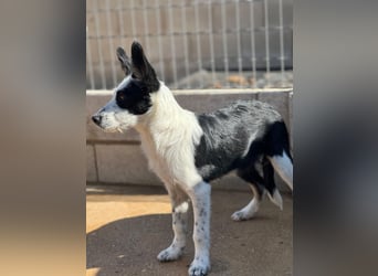 Podenco-Mix-Junghündin Chispa möchte in neues Leben starten
