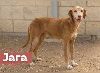 zarte Seele Jara sucht ruhiges Zuhause