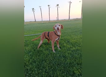 zarte Seele Jara sucht ruhiges Zuhause