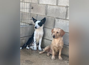 Podenco-Mix-Junghündin Chispa möchte in neues Leben starten