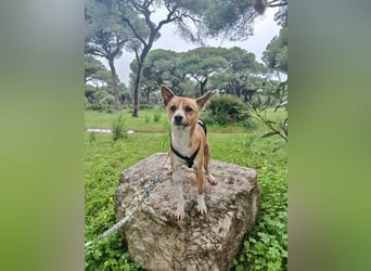 Gute-Laune-Hund Funzi