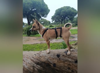 Gute-Laune-Hund Funzi