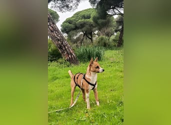 Gute-Laune-Hund Funzi