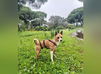 Gute-Laune-Hund Funzi