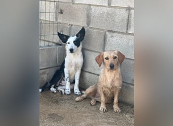 Podenco-Mix-Junghündin Chispa möchte in neues Leben starten
