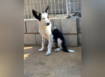 Podenco-Mix-Junghündin Chispa möchte in neues Leben starten