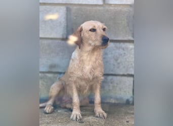 zartes, kleines Hundemädchen sucht ruhiges Zuhause