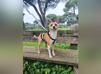 Gute-Laune-Hund Funzi