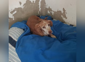 zarte Seele Jara sucht ruhiges Zuhause