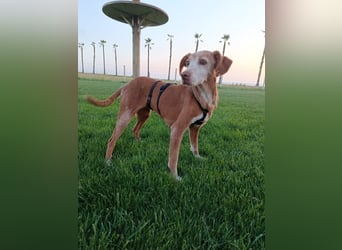 zarte Seele Jara sucht ruhiges Zuhause