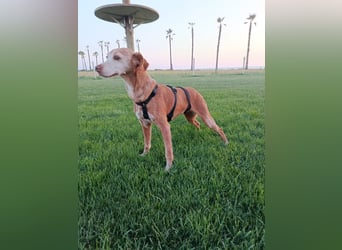 zarte Seele Jara sucht ruhiges Zuhause