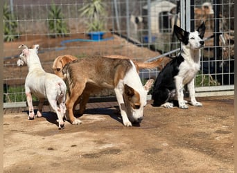 Podenco-Mix-Junghündin Chispa möchte in neues Leben starten