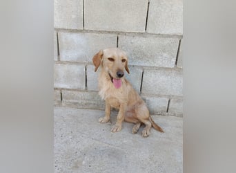 zartes, kleines Hundemädchen sucht ruhiges Zuhause