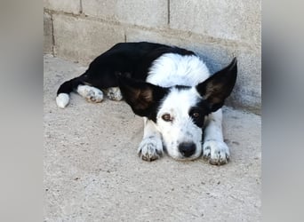 Podenco-Mix-Junghündin Chispa möchte in neues Leben starten