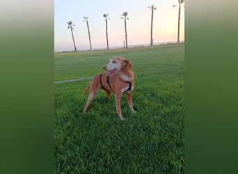 zarte Seele Jara sucht ruhiges Zuhause