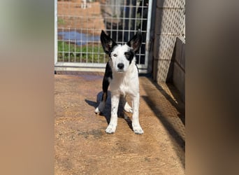 Podenco-Mix-Junghündin Chispa möchte in neues Leben starten
