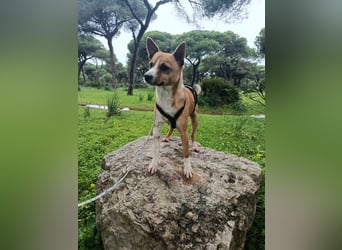 Gute-Laune-Hund Funzi