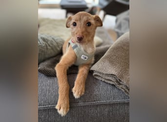 Ada, klein wild frech und wunderbar