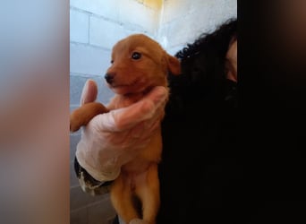 Ada, ein süßes Welpenmädchen