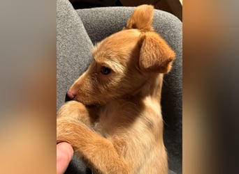 Ada, klein wild frech und wunderbar