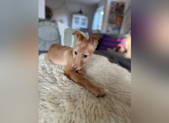 Ada, klein wild frech und wunderbar