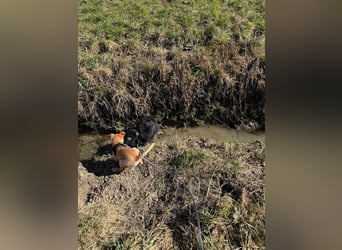 Ada, klein wild frech und wunderbar