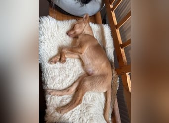 Ada, auf Familiensuche