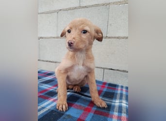 Ada, ein süßes Welpenmädchen