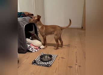 Ada, klein wild frech und wunderbar