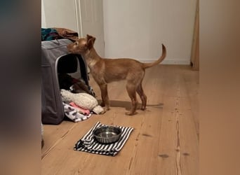 Ada, auf Familiensuche