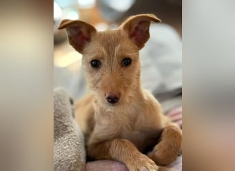 Ada, auf Familiensuche